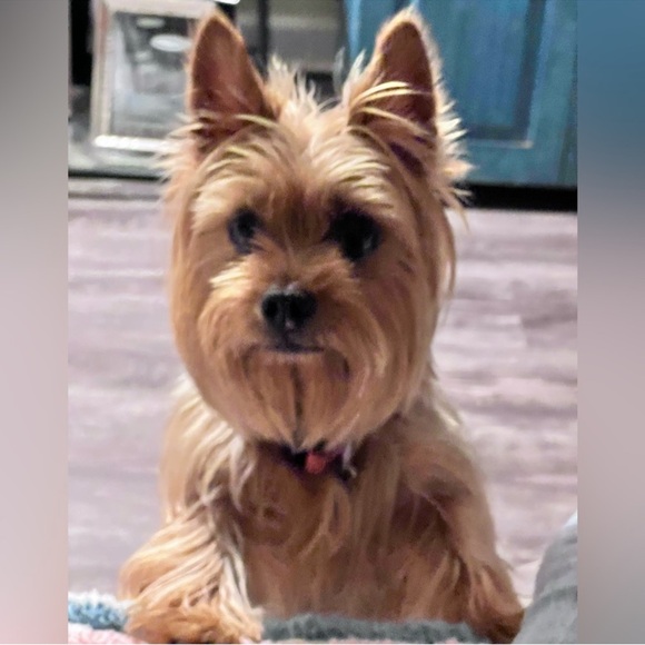 Selfie Ready By Great Choice Pet Graphic T-Shirt Size Medium Ready For My Selfie - Picture 7 of 7